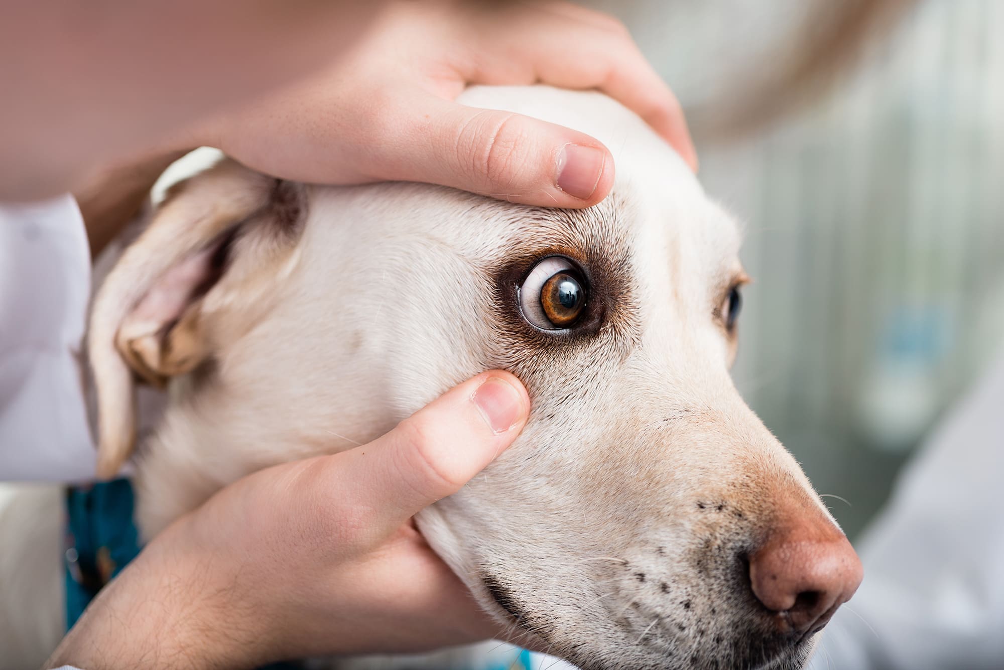 獣医師監修 犬の結膜炎はペット保険で補償対象なの 犬 猫のおすすめ動物保険をご紹介 ペット保険station