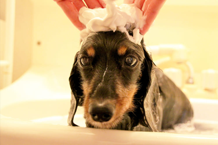 犬の正しいシャンプーの方法や頻度は シャンプーのコツや シャワーの最適な温度について紹介 ペット保険ステーション 犬 猫のおすすめ動物保険をご紹介