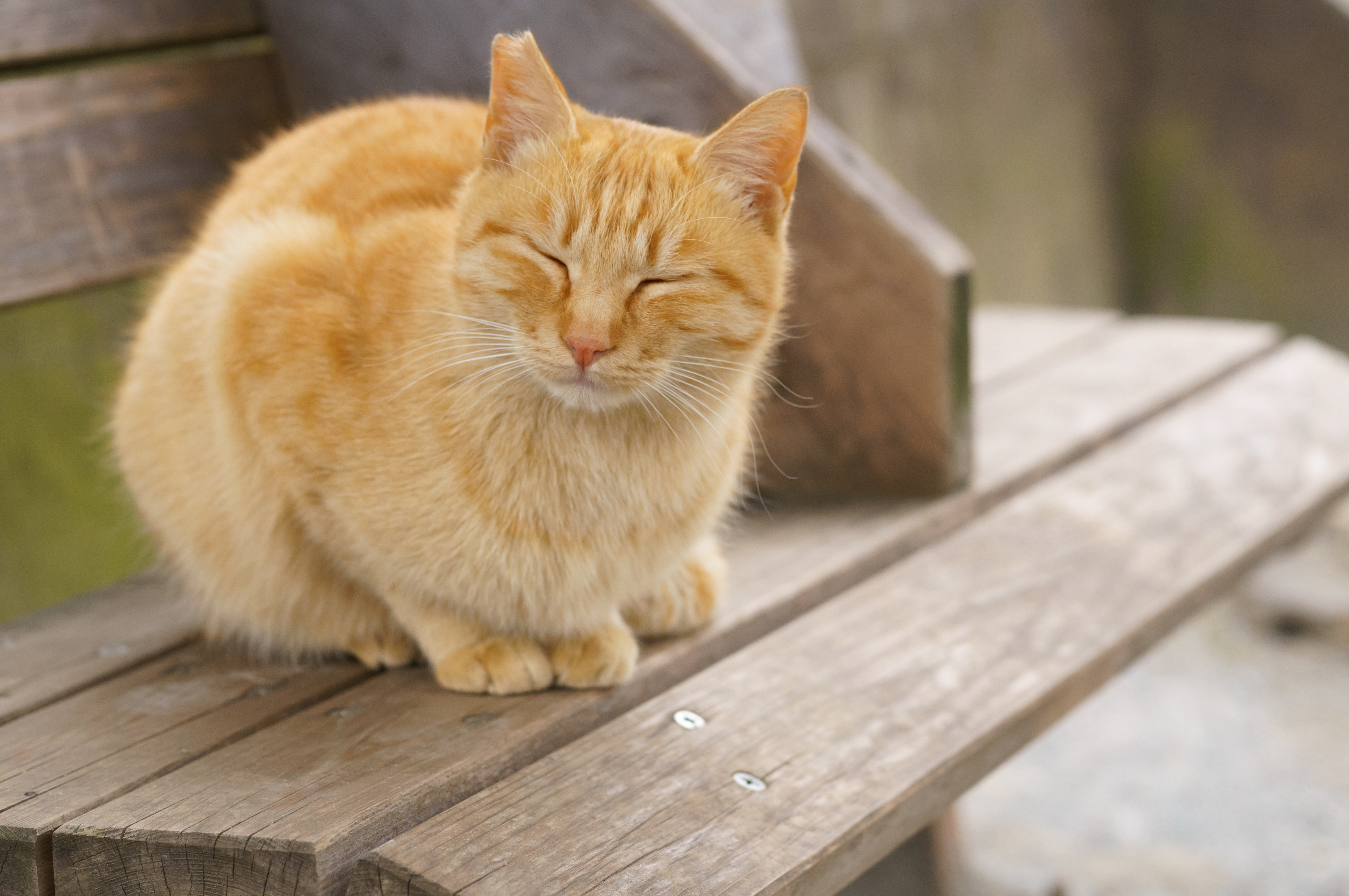 猫の熱中症はペット保険で補償対象？の写真