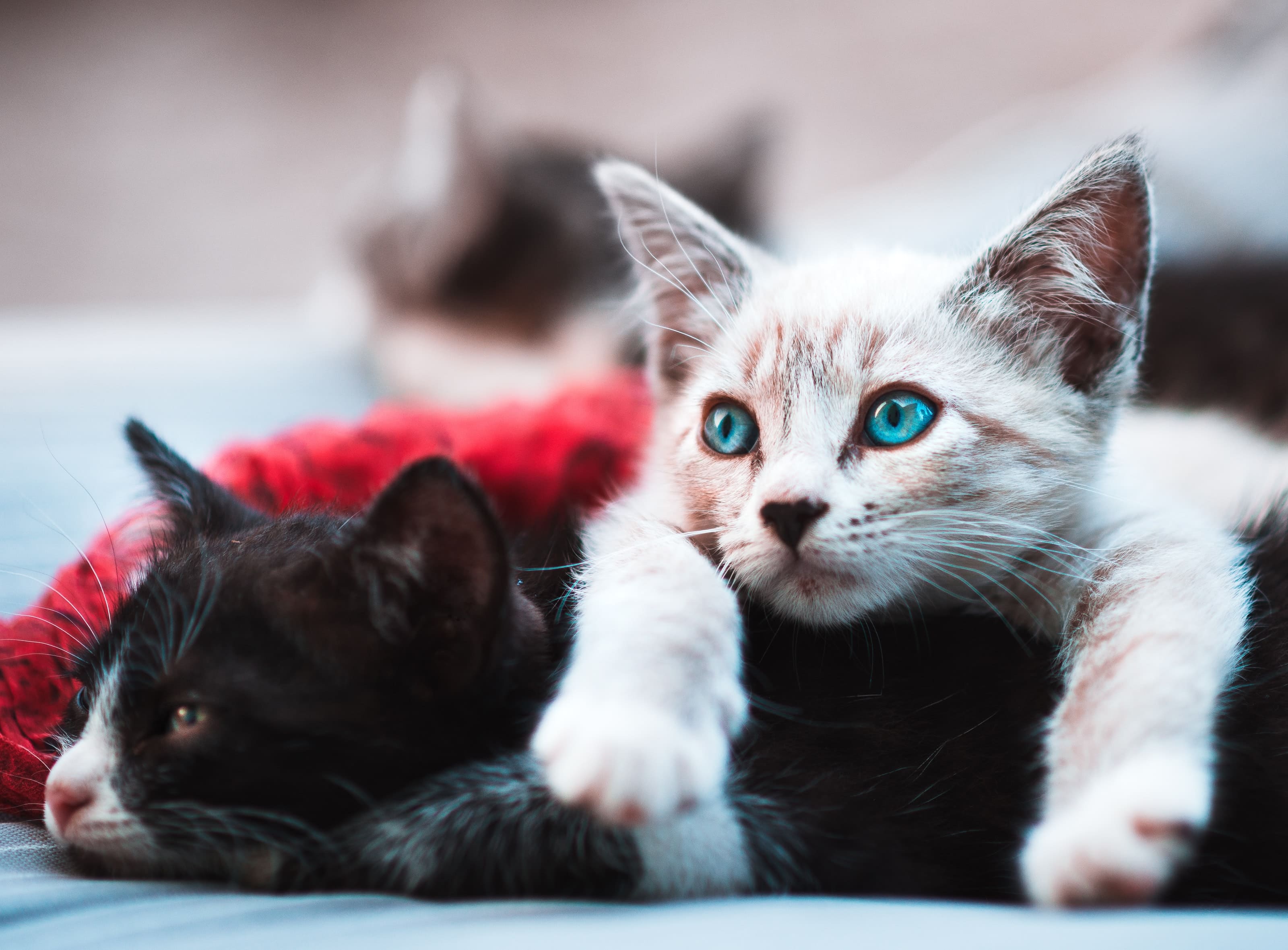 猫の下痢はペット保険で補償対象 原因や予防法 治療費について ペット保険ステーション
