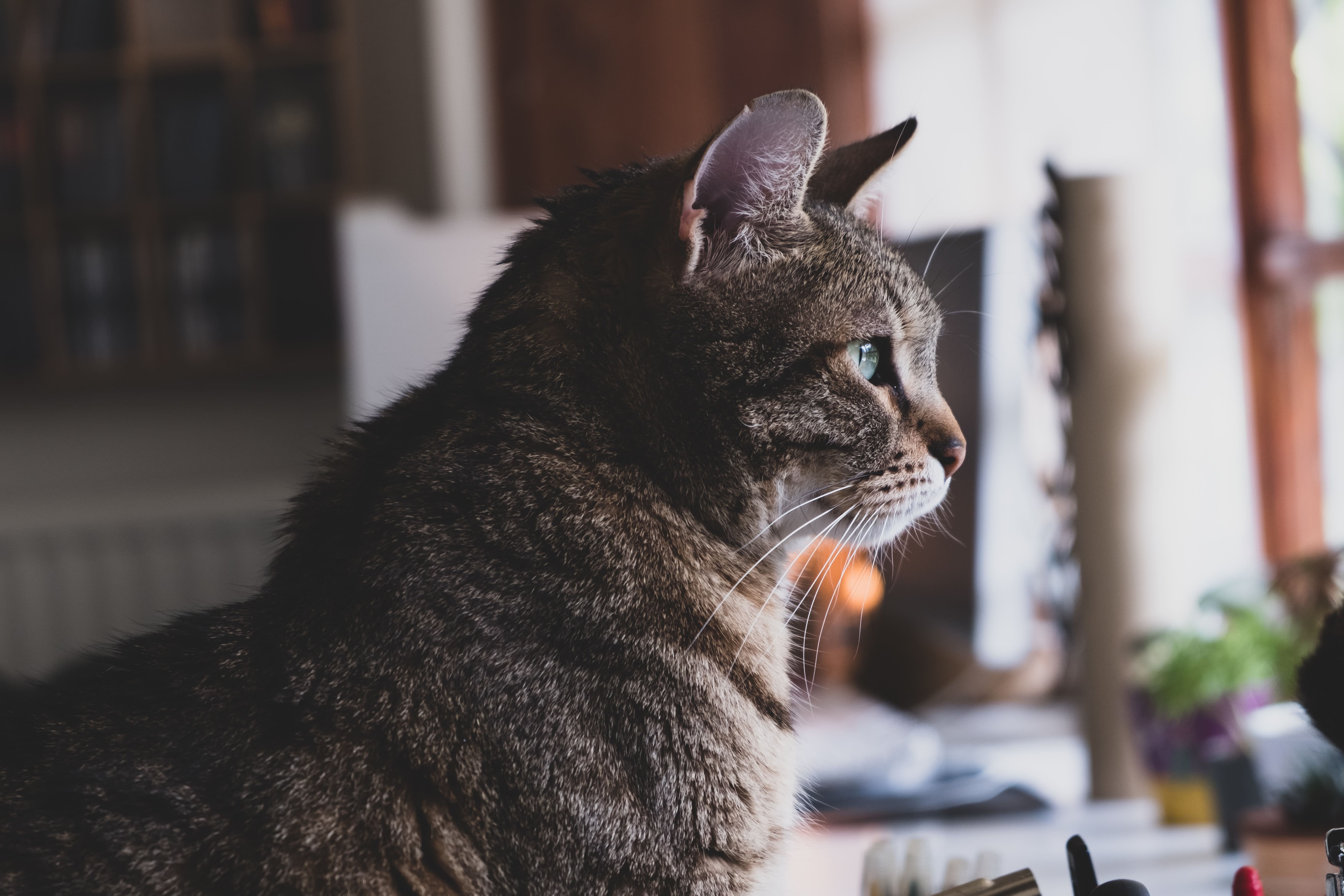 猫の甲状腺機能亢進症はペット保険で補償対象 原因や予防法 治療費について ペット保険ステーション