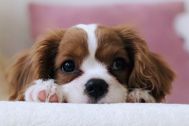 尿路結石症はペット保険で補償対象 原因や予防法 治療費について ペット保険ステーション