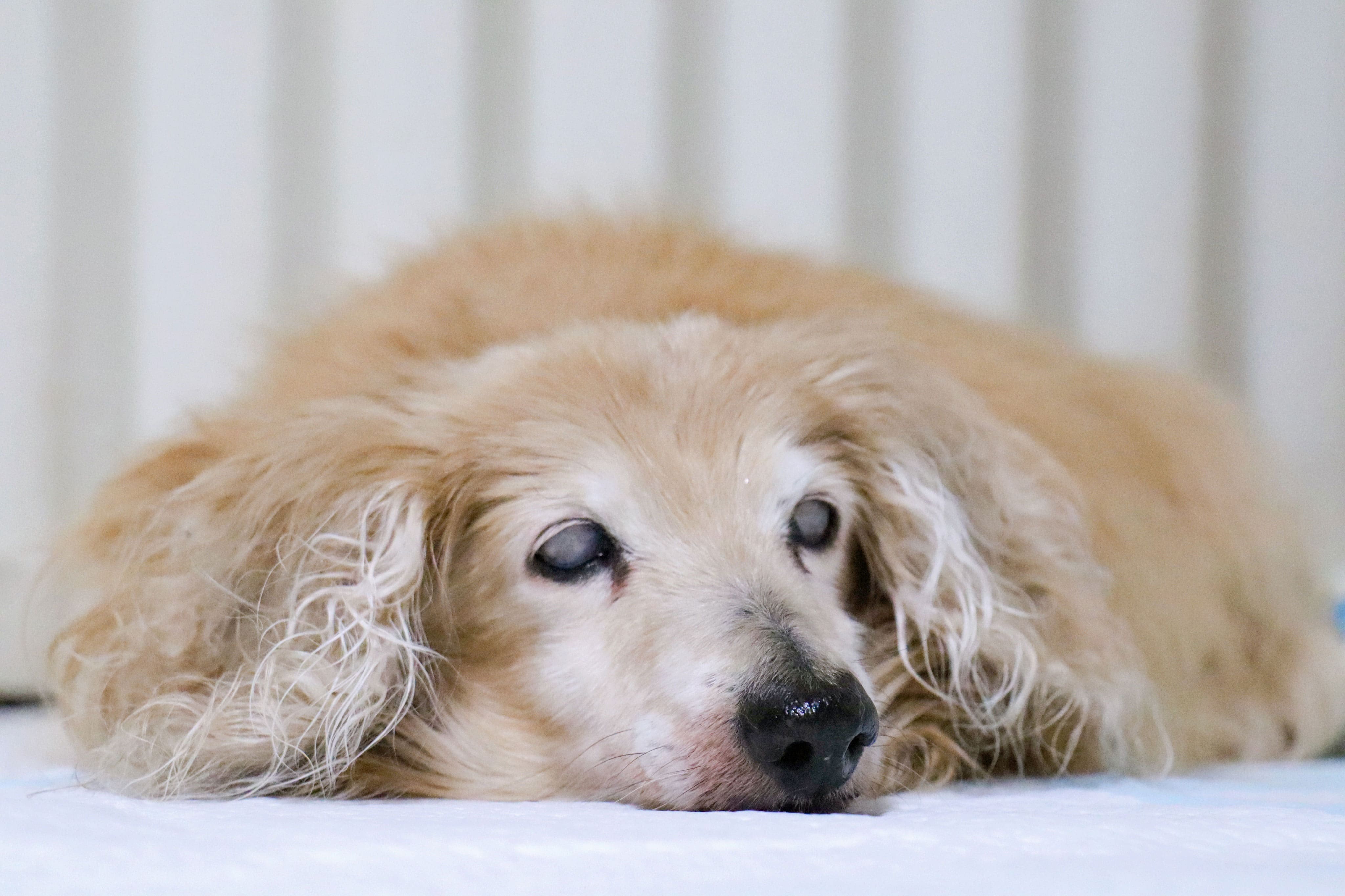 獣医師監修 犬の寿命は シニア期のペット保険加入で医療費に備える ペット保険ステーション 犬 猫のおすすめ動物保険をご紹介