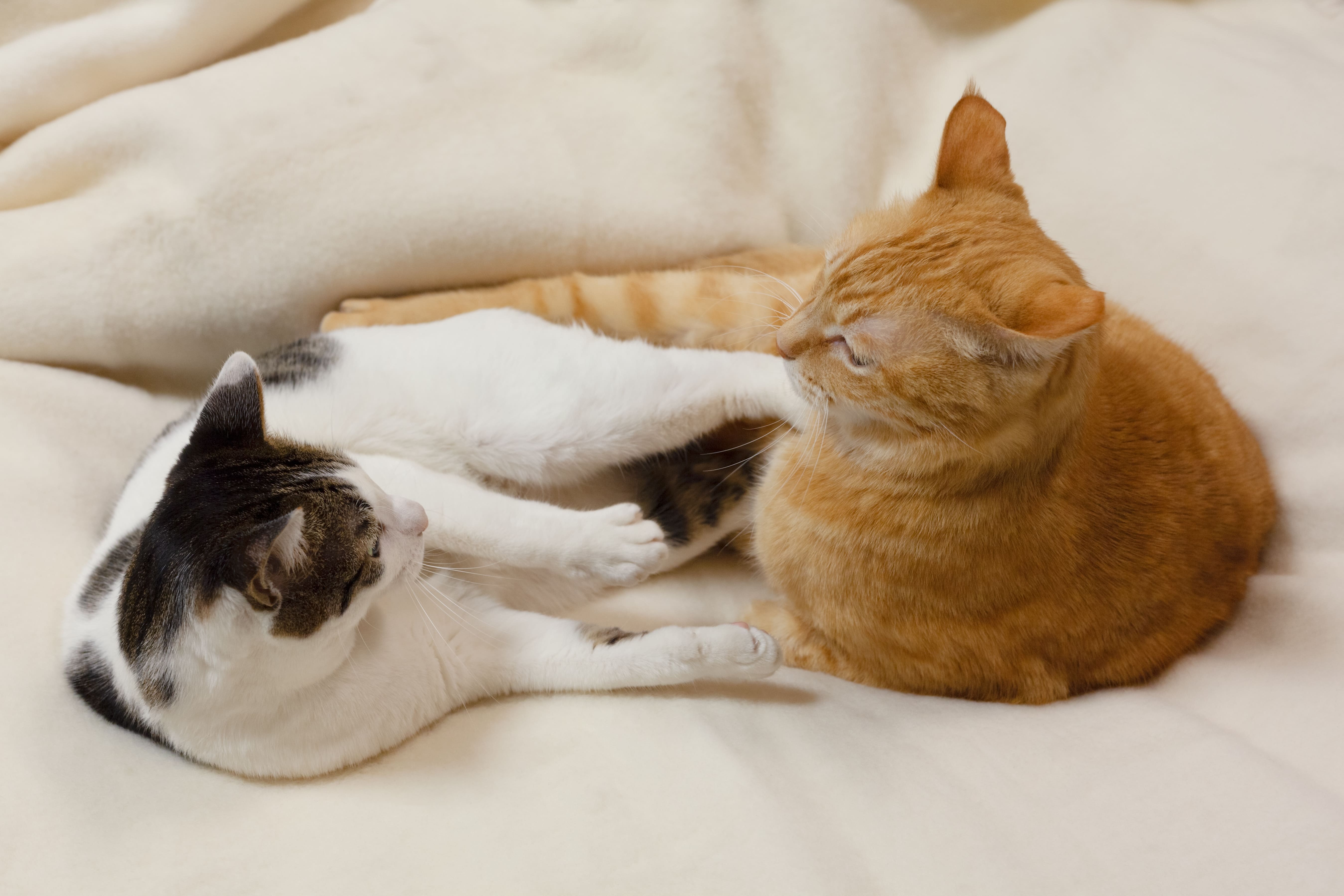 猫にとって１匹と多頭飼いどちらが幸せか 犬 猫のおすすめ動物保険をご紹介 ペット保険station