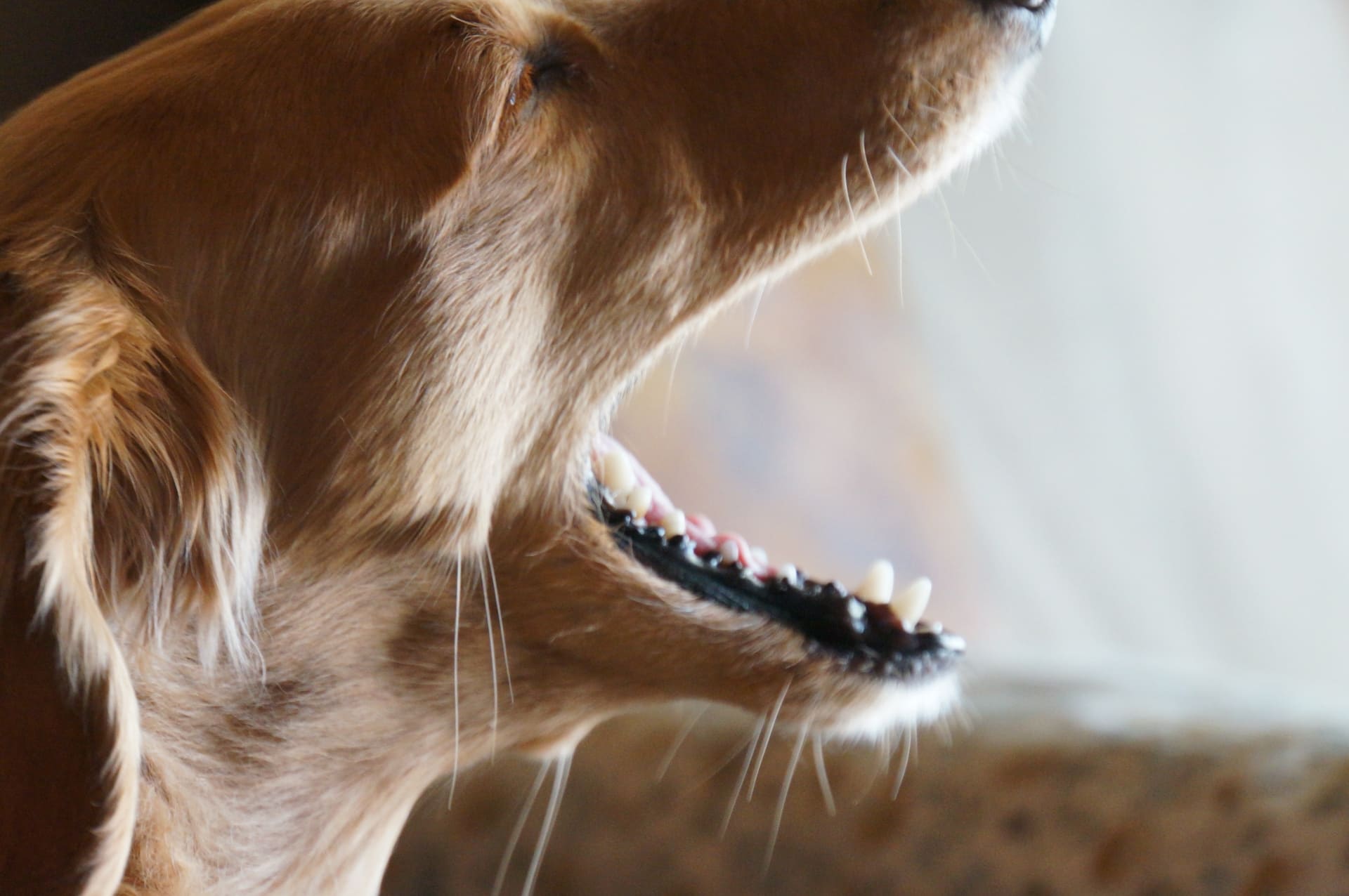 犬の抜歯費用はペット保険で補償対象 犬 猫のおすすめ動物保険をご紹介 ペット保険station